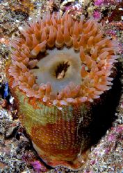 Anemone.
Isle of Lewis,Hebrides.
D200, 60mm by Mark Thomas 